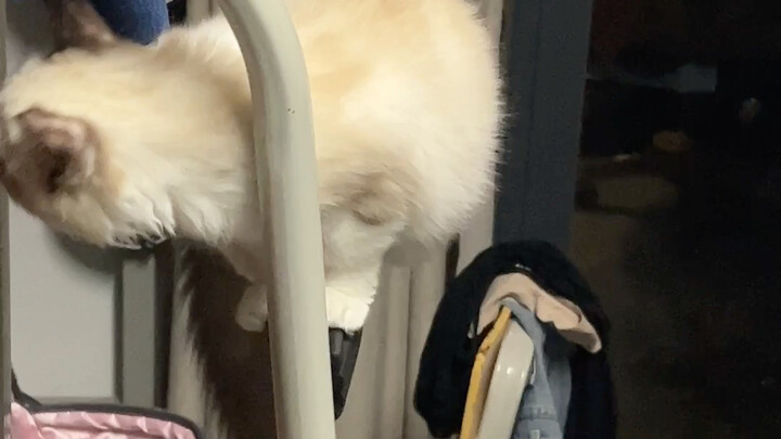 The disasters that can happen when there’s a kitten in the girls’ dormitory