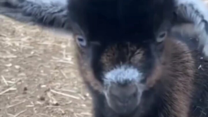 Sheep Dad and Sheep Mom look so perfect together, hahaha!