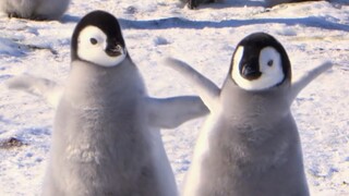 Penguin: Aku benar-benar burung, lihat sayapku