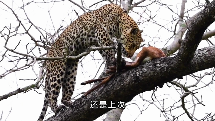 “เป่าเป่า ใช้เสือดาวปราบเสือดาว”