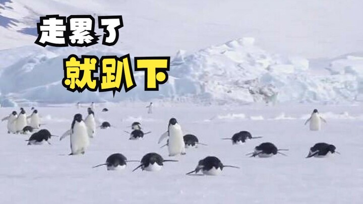 Animal Leisure Time (6)