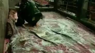 (Hiburan murah meriah) hihi