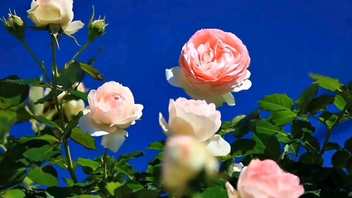 "Everything changes with the wind, and good things can be expected"