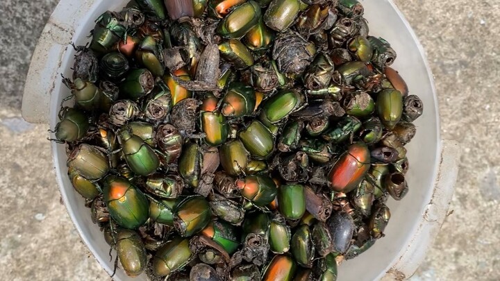 The Terrifying Effect of the Bug Trap at the Mountain’s Foot