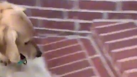 抚慰犬：那我牵我自己回家