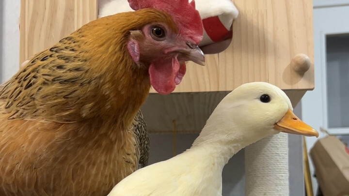 Duck: Life is dull and tasteless; head-tilt cuteness attacks humans.