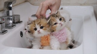 Giving a group of long-haired kittens a bath for desensitization training~ Is there another kitten e