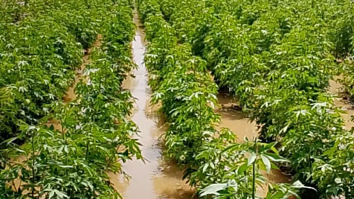 agericulter cotton