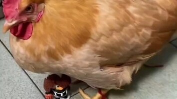 Even a single feather plucked from Chicken Brother is prettier than all of you—chickens are just too