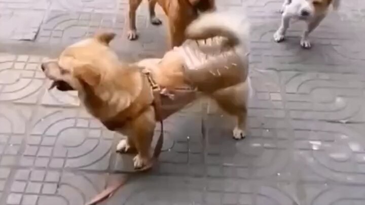 "Doggy Chastity Lock"