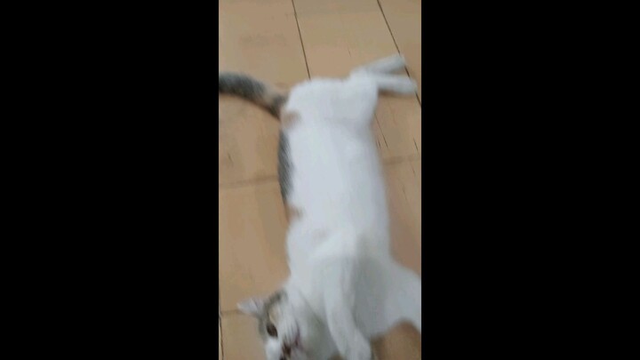 mainin kucing 😼
