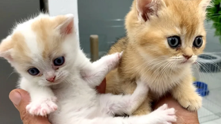 พ่อและลูกแมวบุญธรรมคิระ เกมแรกและการต่อสู้ของลูกแมว