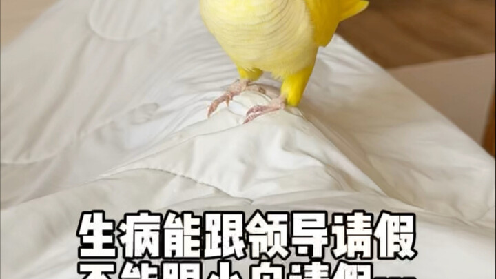 Sakit boleh meminta izin kepada atasan, tapi tidak boleh meminta izin kepada burung kecil…