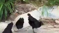 nangkap ayam tercepat