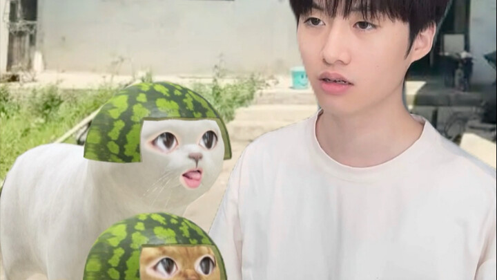 City Cat Returns to the Village and Faces Scorching Heat