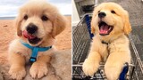 â�¤ï¸�Cute Puppies Doing Funny Things 2020â�¤ï¸�#1  Cutest Dogs