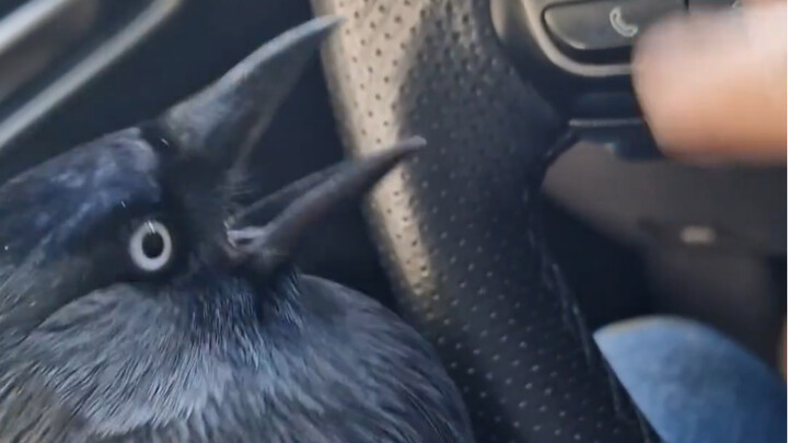 “Không không không không! Nein nein!”