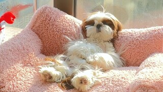 من يستطيع أن يجد له صفًا ليحضره؟ لا أستطيع تحمل هذا الظلم بعد الآن 🥹