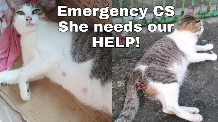 Cat giving birth [Emergency] Need CESAREAN SURGERY! WE NEED HELP!