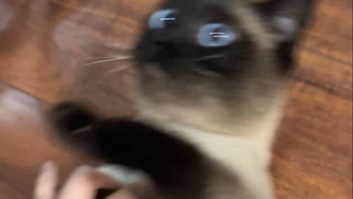 Membuat kucing kesal