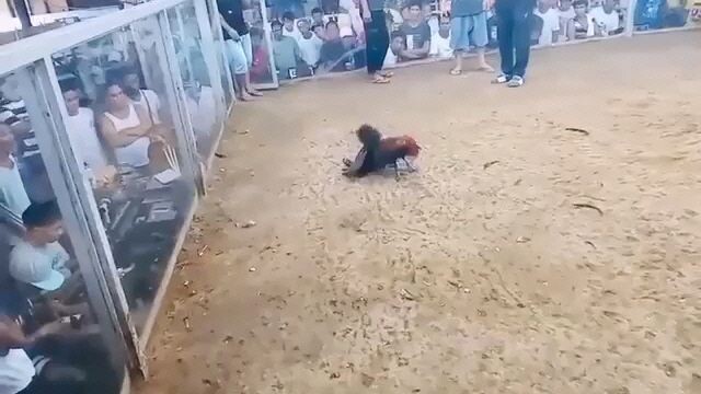 Win 7months old vs Cock