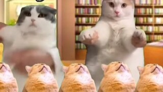 [Familiar/meme kucing] Kisah keluarga kucing saat hendak mengurus KTP