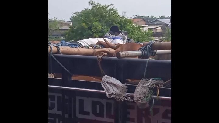 tidur di truk yang mauatan sapi😂😂🤣😁