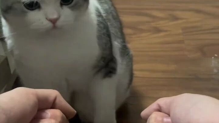 CPU kucingnya terbakar