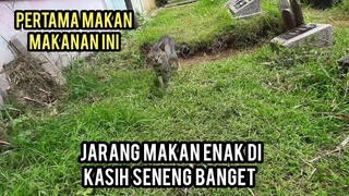 Kucing Jalanan Ini Betah Tinggal Di Makam Di Kasih Makan Enak Seneng Banget..!