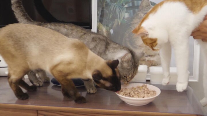 【柿子菌】 أسرة فقيرة تعد طعامًا للقطط، أنفقت 40 يوانًا لإطعام 6 قطط وكلب واحد، وكان الأمر يستحق ذلك!