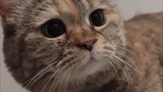 ที่นี่ยังมีเตียงสำหรับแมวไหม?