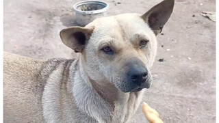 A dog that is so sensible that it makes people feel distressed