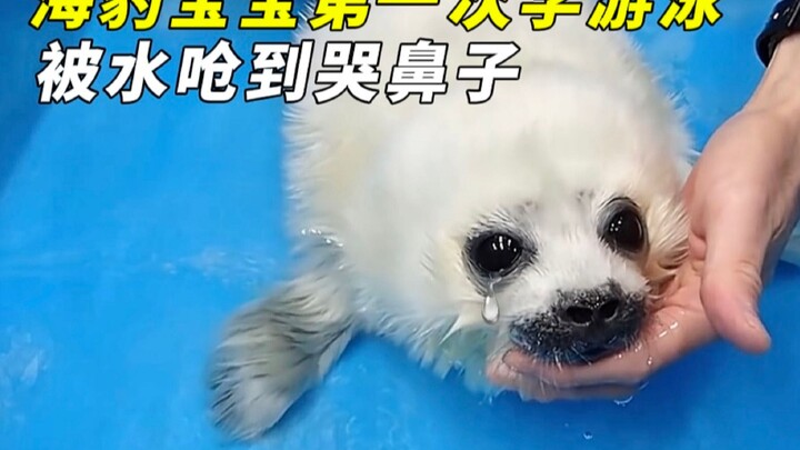Anak anjing laut berenang untuk pertama kalinya, tersedak air sampai menangis—sungguh sangat menggem