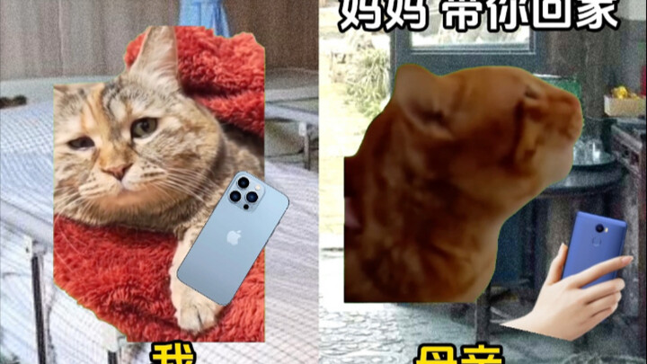 Tình yêu khắc sâu trong xương tủy #meme_mèo #ấm áp tình người