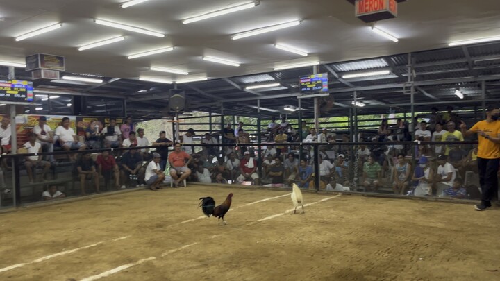 YANAT GF White Hennie win