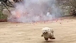 Bộ sưu tập chó con ngốc nghếch
