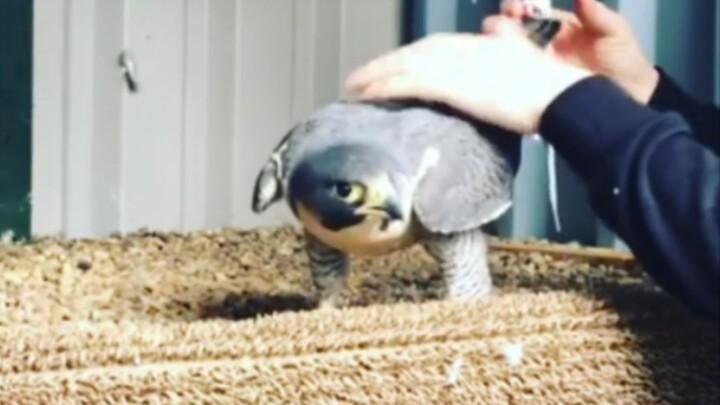 Thụ tinh nhân tạo cho chim ưng cái