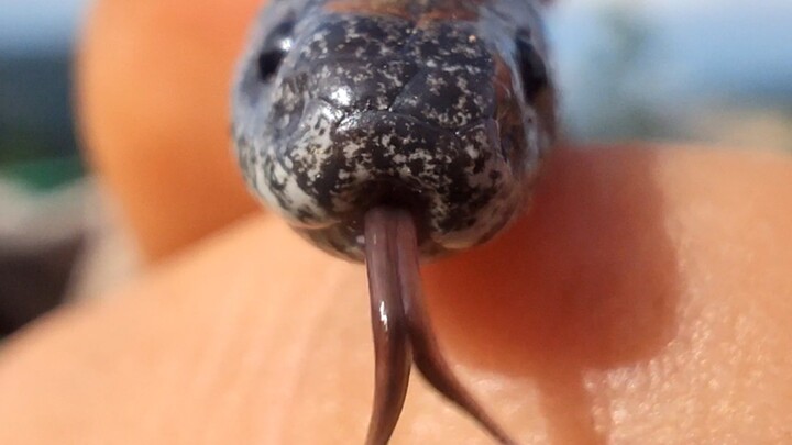 Overcome Your Fear of Snakes: Taming the Banded Keelback!