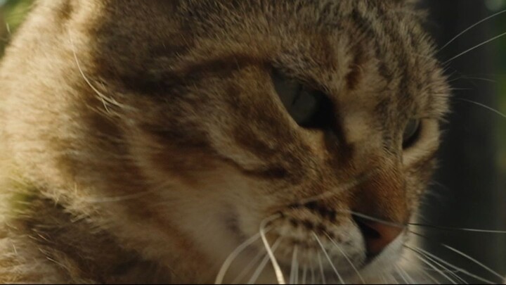 Why Does Your Adult Cat Still Make Biscuits?