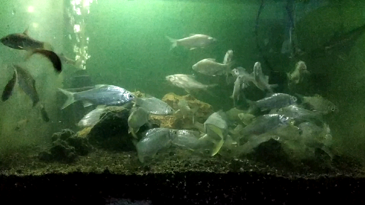 ikan Regis/genggehek di aquarium