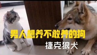 男人想养都不敢养的狗，反正我是真不敢养。