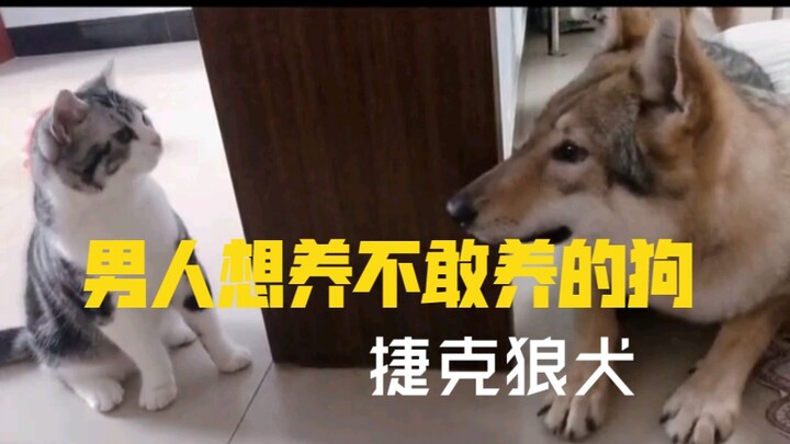 男人想养都不敢养的狗，反正我是真不敢养。