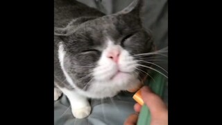 In my free time, my owner comes to give me a massage.