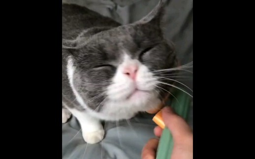 In my free time, my owner comes to give me a massage.