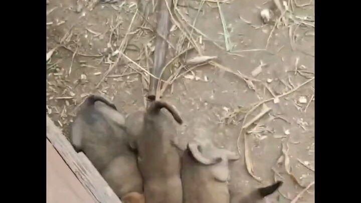 Anak-anak anjing kecil yang menggemaskan, kenapa mereka nggak bisa nolak kalau digigit-gigit?