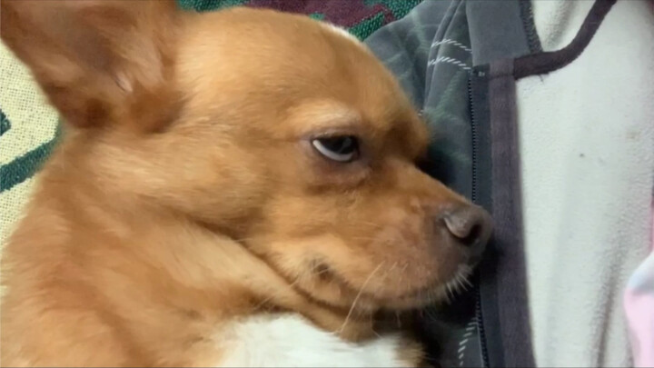 Apakah pandangan hidup anjing itu benar?