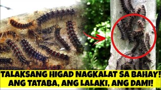 HIGAD SANDAMAKMAK SA LOOB NG BAHAY! PAANO MAPUPUKSA ITO?