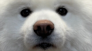 อายมั้ยล่ะ โกวซี่...