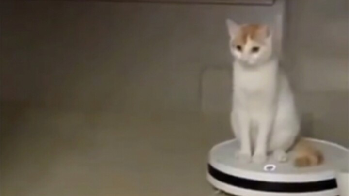 Trời đùng một tiếng, mèo tung hoành xuất hiện!