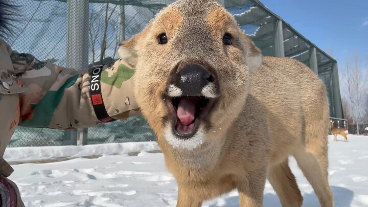 Yawning is contagious, the Northeastern mythical beast is healing